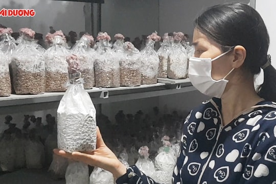 Sản xuất nấm sạch, không lo đầu ra